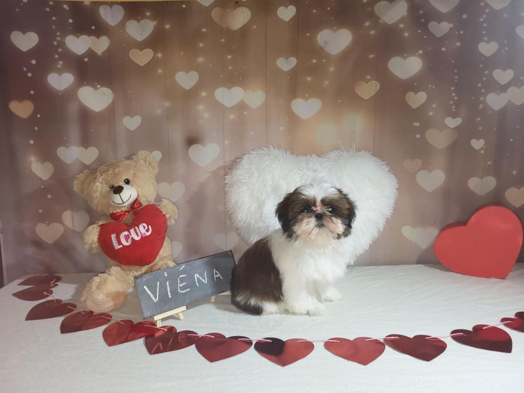 Boule De Poil Au Grand Coeur - Chiots disponibles - Shih Tzu