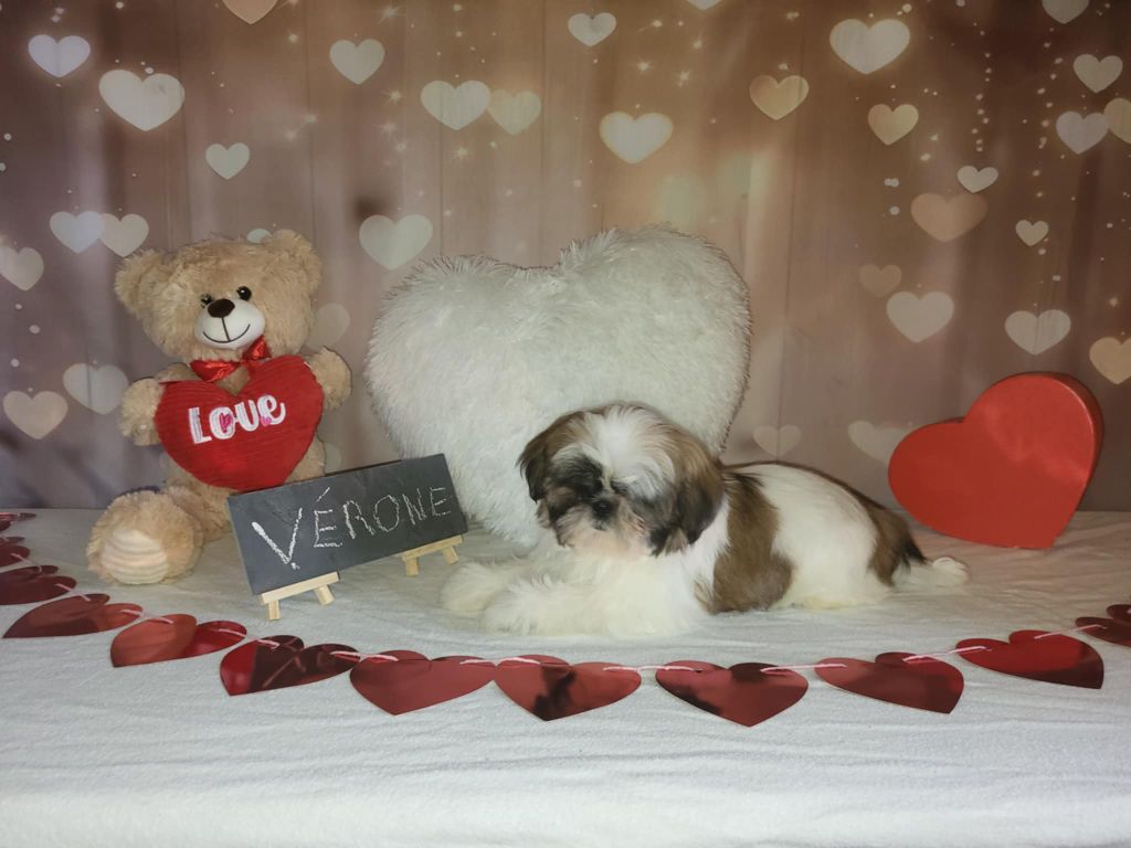 Boule De Poil Au Grand Coeur - Chiots disponibles - Shih Tzu