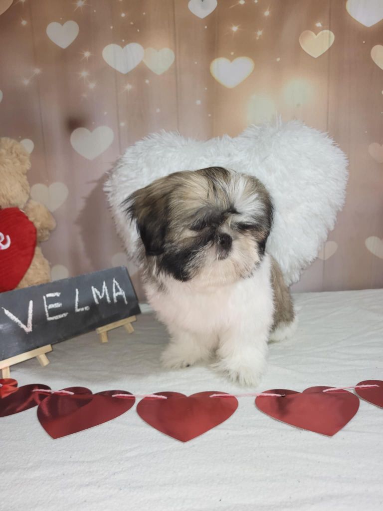 Boule De Poil Au Grand Coeur - Chiots disponibles - Shih Tzu